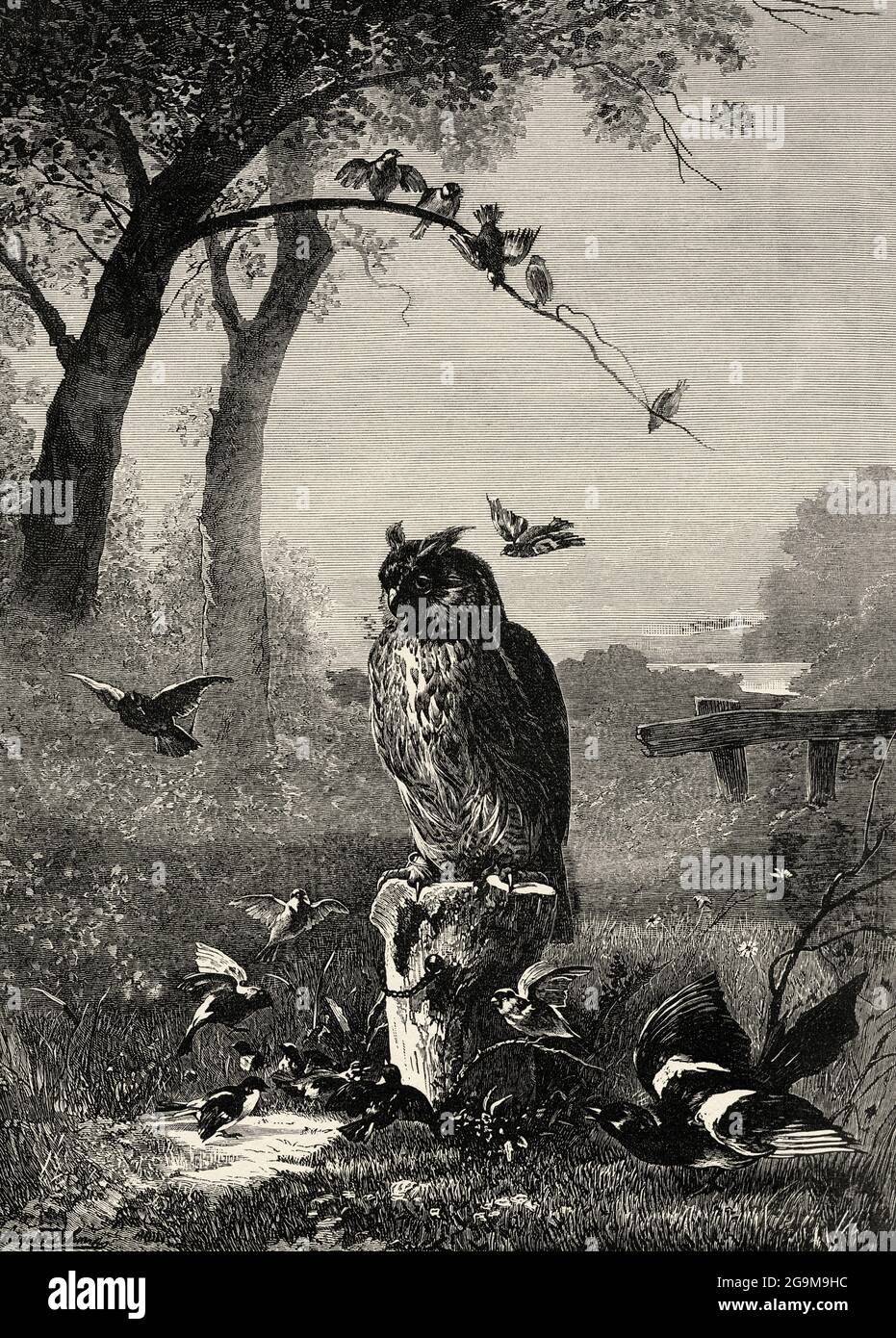 The eagle owl (Bubo bubo) is a species of strigiform bird in the family Strigidae It is a large raptor, distributed throughout Europe, Asia and Africa. Old 19th century engraved illustration from El Mundo Ilustrado 1879 Stock Photo