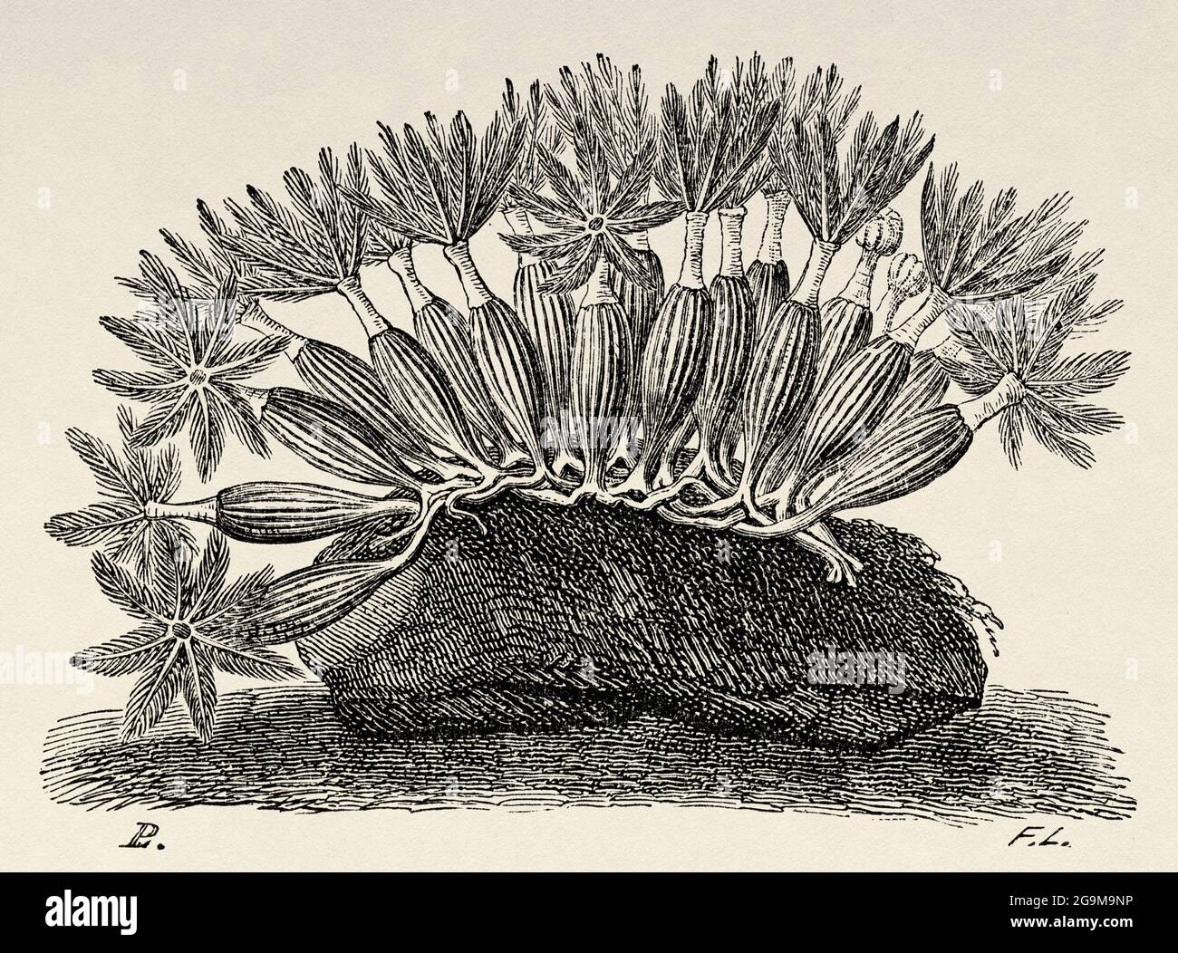 Zoantha thalassantos Lesson. Clavularia thalassanthos. Old 19th century engraved illustration from El Mundo Ilustrado 1879 Stock Photo