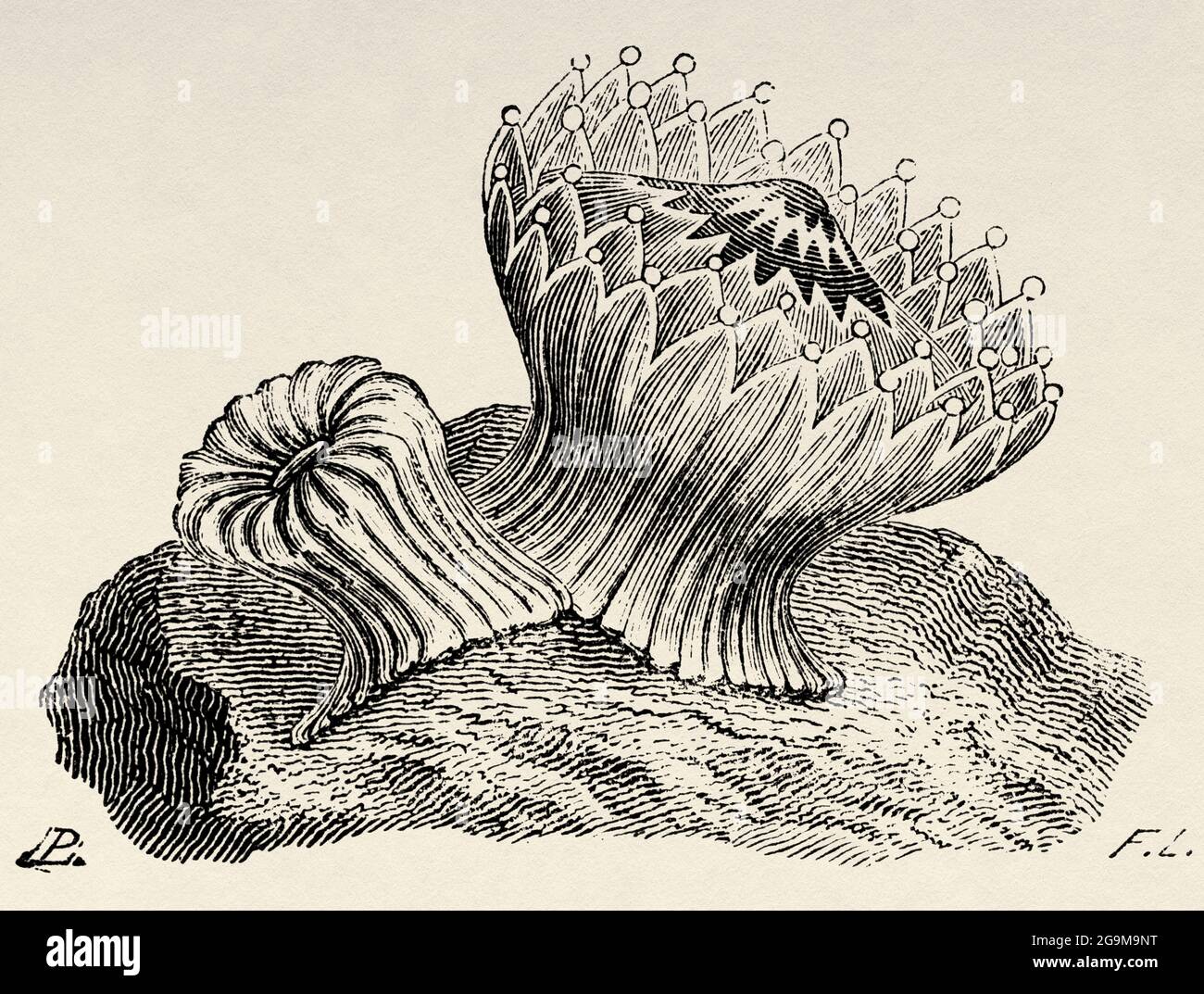 Caryophyllia clavus, sea anemone. Old 19th century engraved illustration from El Mundo Ilustrado 1879 Stock Photo