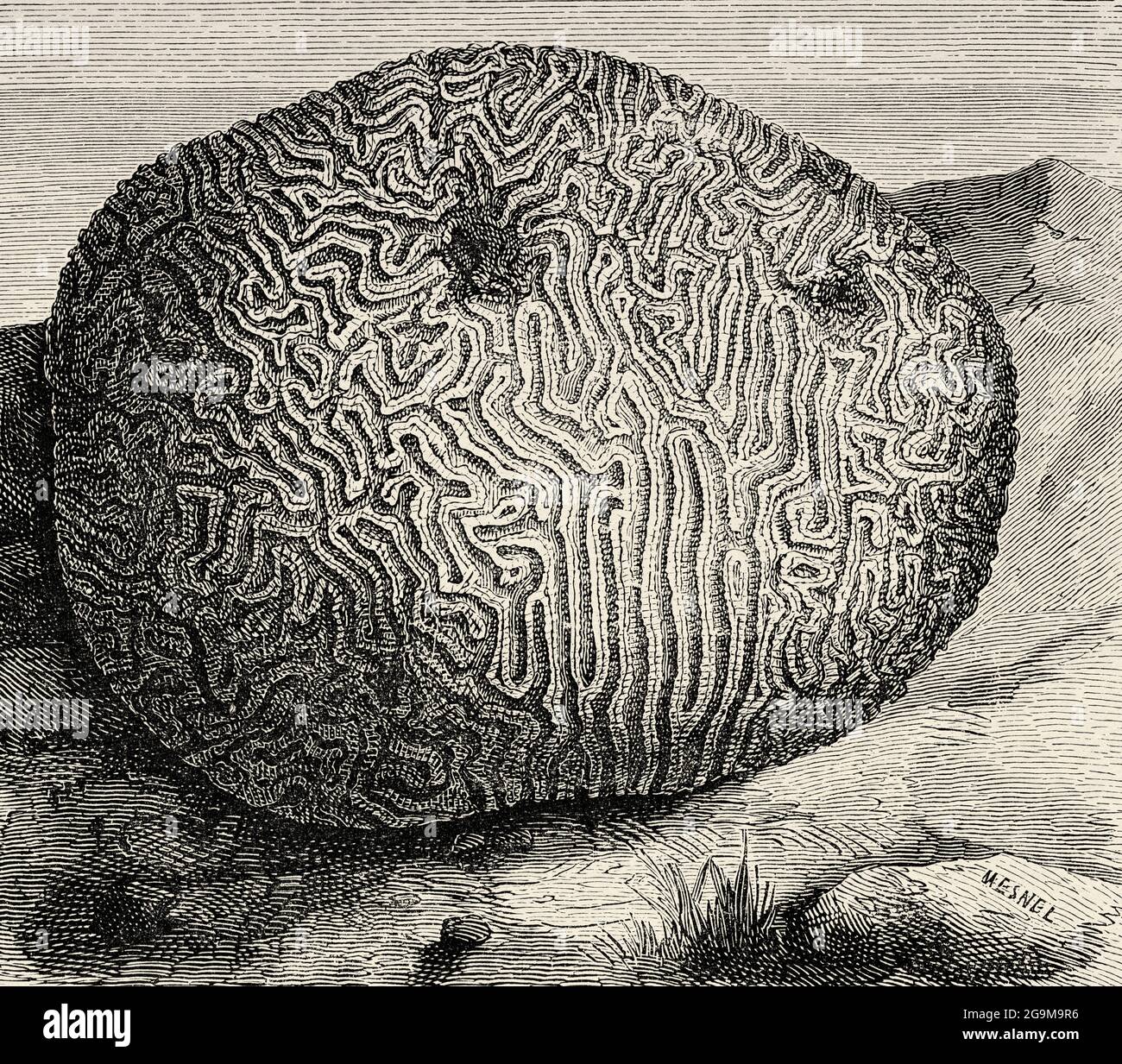 Butterprint Rose Coral (Meandrina meandrites danae) Old 19th century engraved illustration from El Mundo Ilustrado 1879 Stock Photo