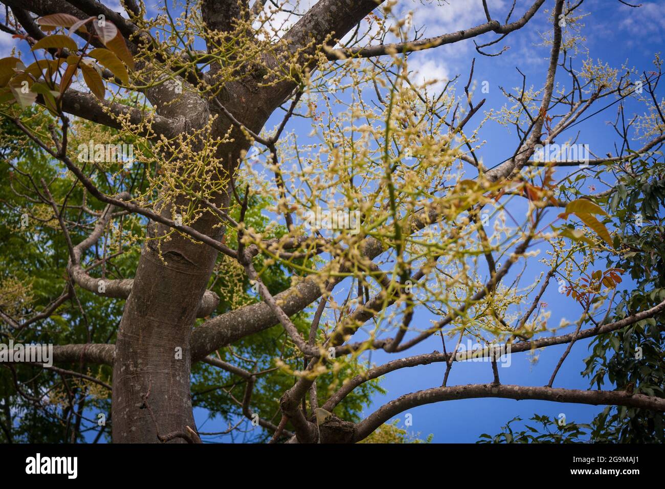 Tree Branches with clear blue sky in the background Stock Photo - Alamy