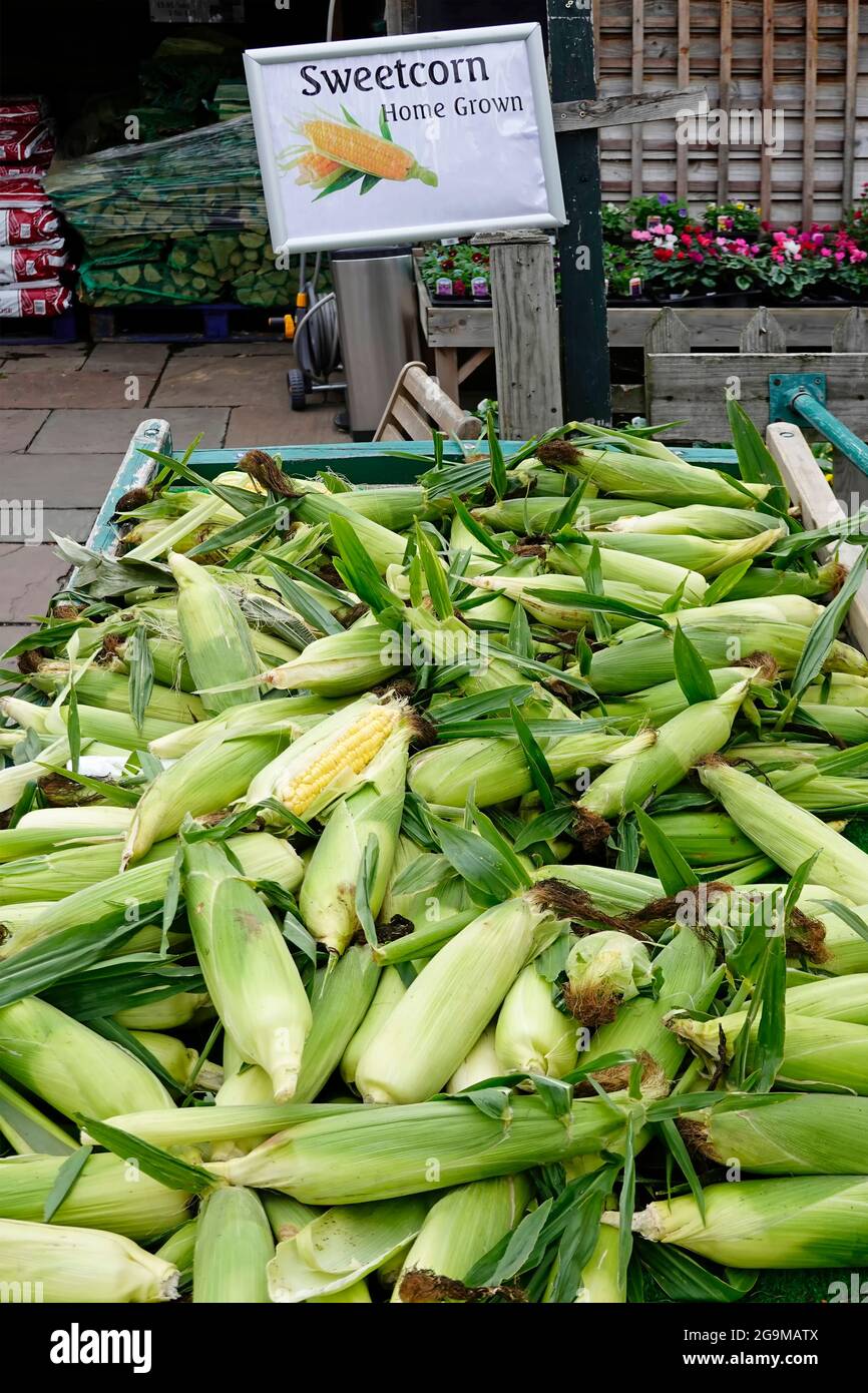 Drive in retail farm shop business with outdoor green grocers barrow display of fresh home grown sweetcorn for sale at customer entrance England UK Stock Photo