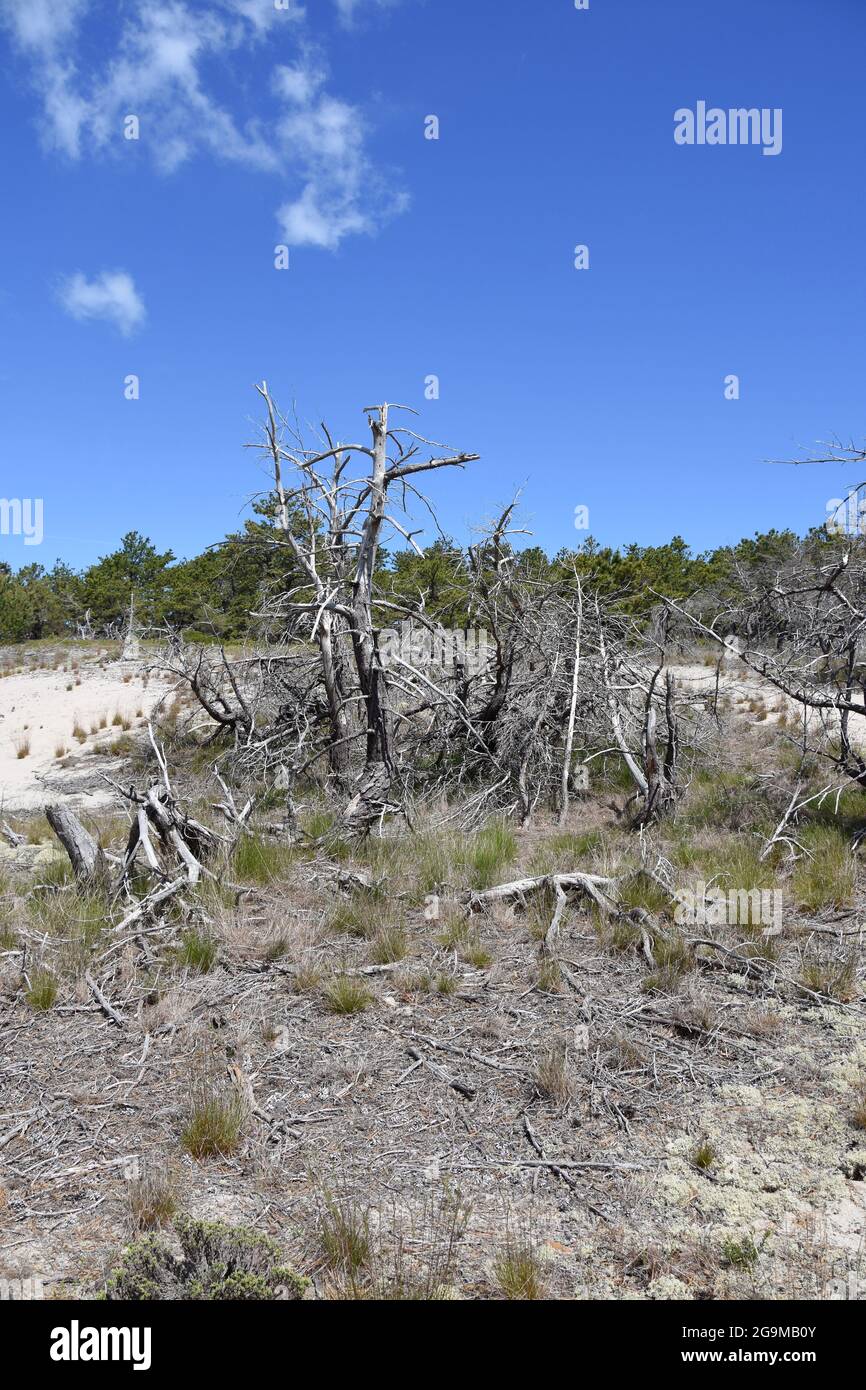 Dry dead trees and branches on Cape Cod Stock Photo Alamy