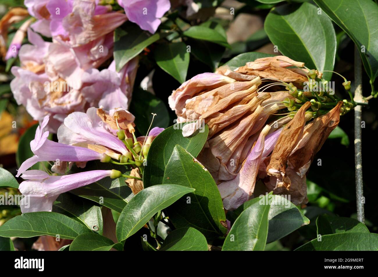 Wilted Psedocalymna Alliaceum Flower Nature Outdoor Stock Photo Alamy