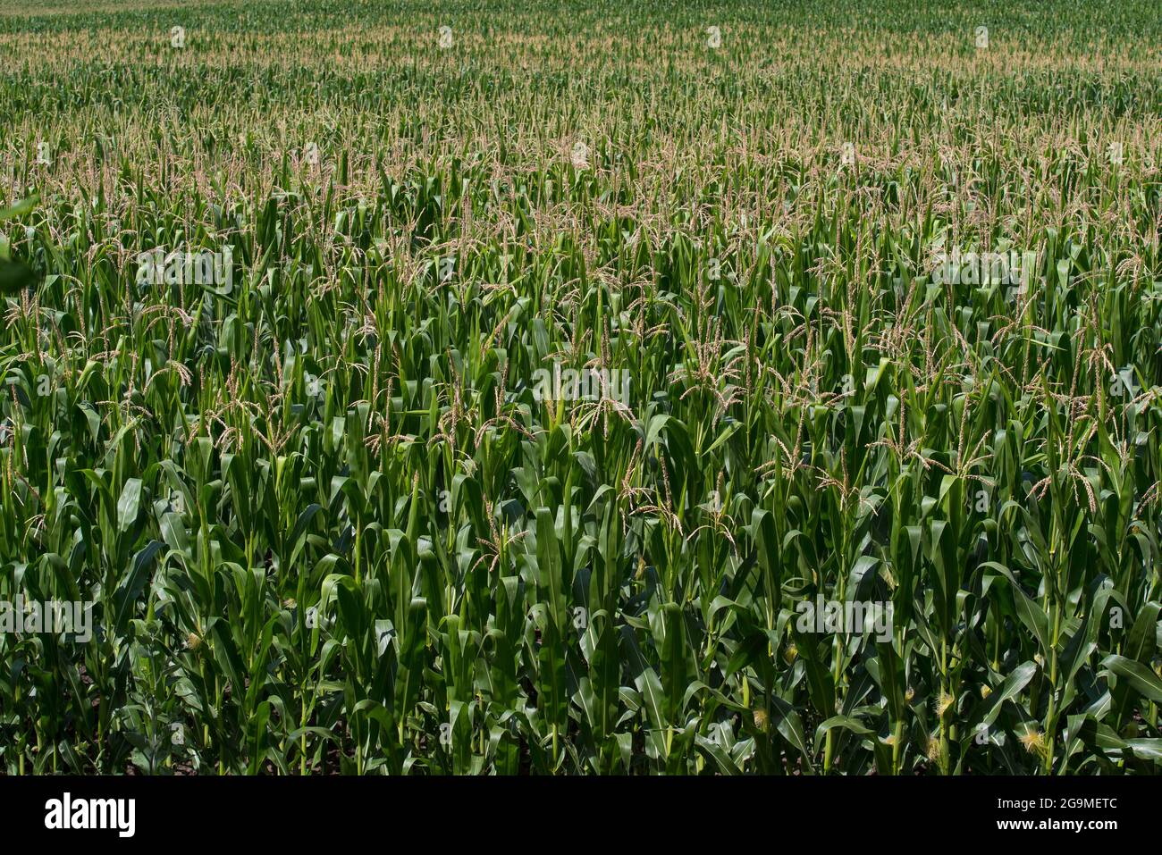 Green corn maize field Stock Photo