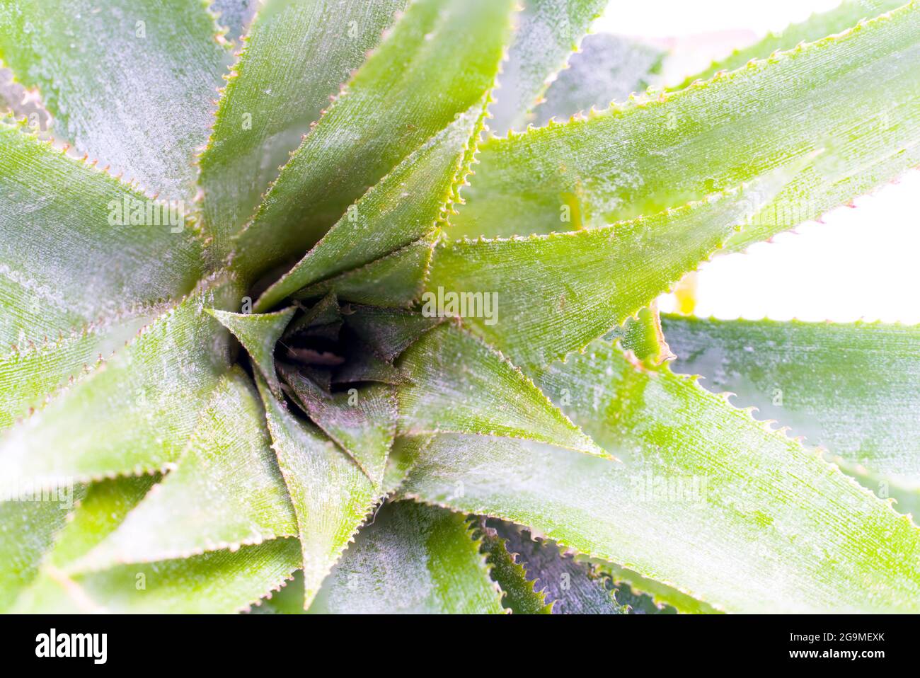 Group of pineapple leaves can be planted and growth. macro vegan diet fruit Stock Photo