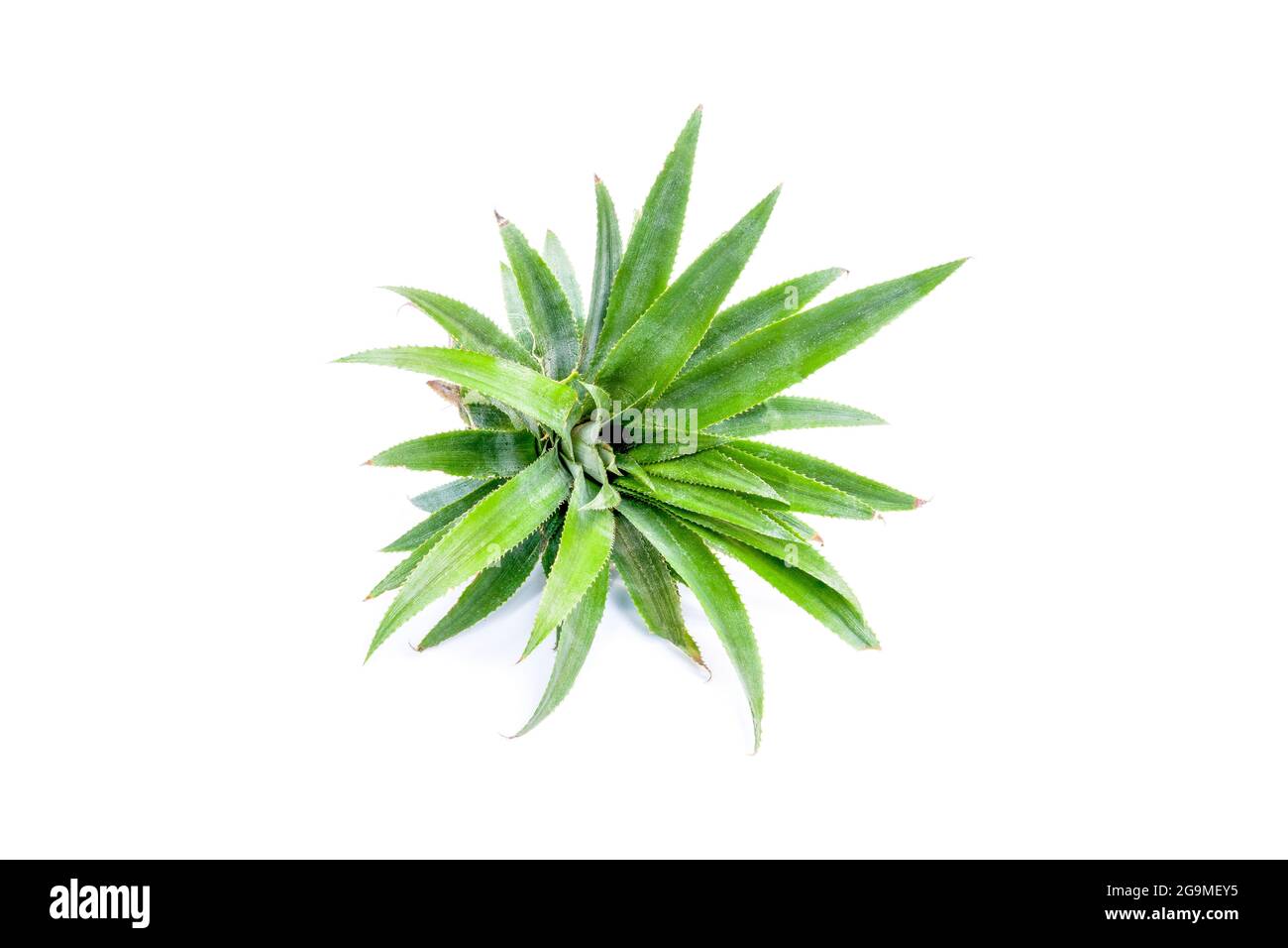 Pineapple cultivar isolated on white background. This group of pineapple leaves can be planted and growth. Stock Photo