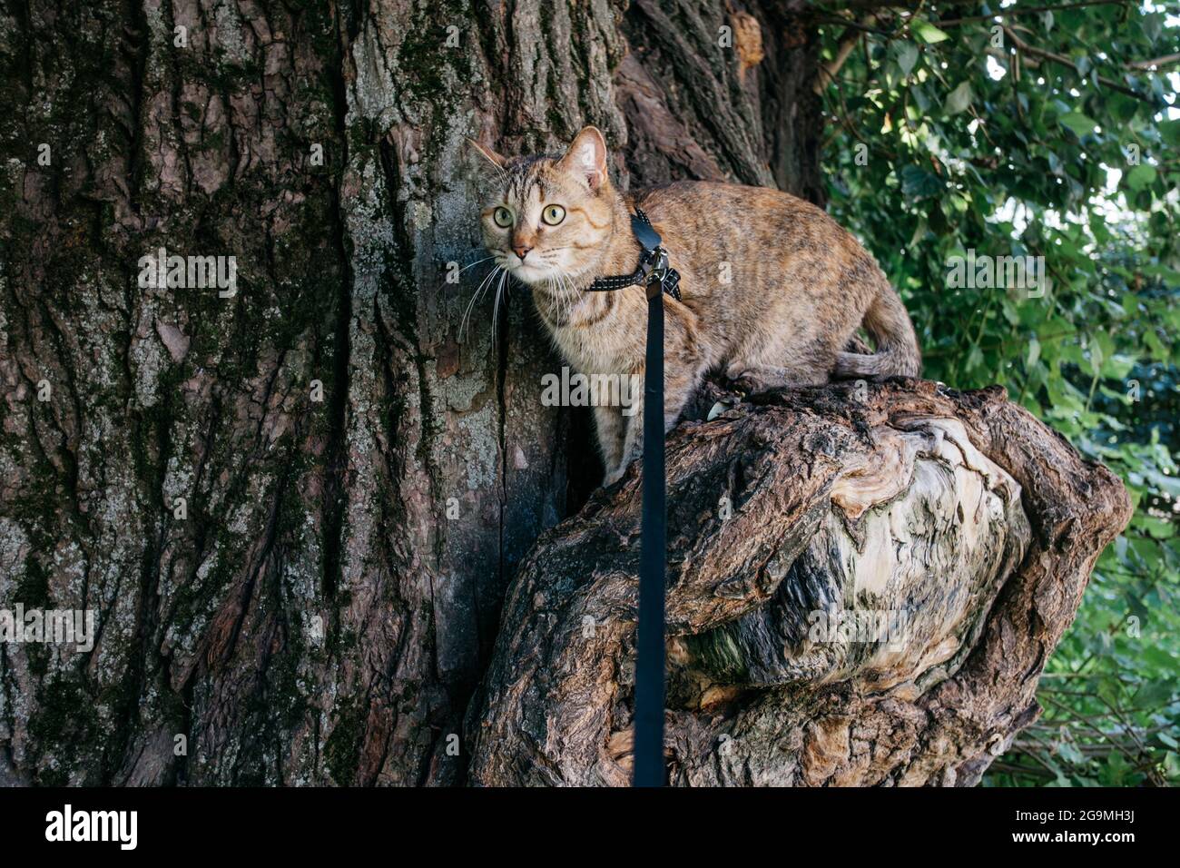 Cat in a collar on a leash climbs a tree. Stock Photo
