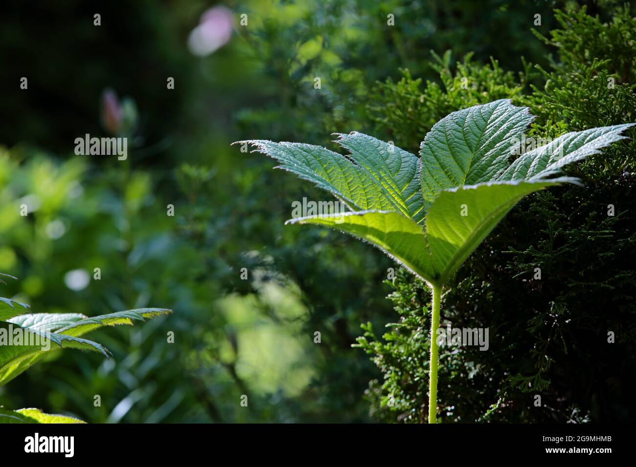 Chestnut Leaved Rodgersia growing on a shady side of a garden Stock Photo