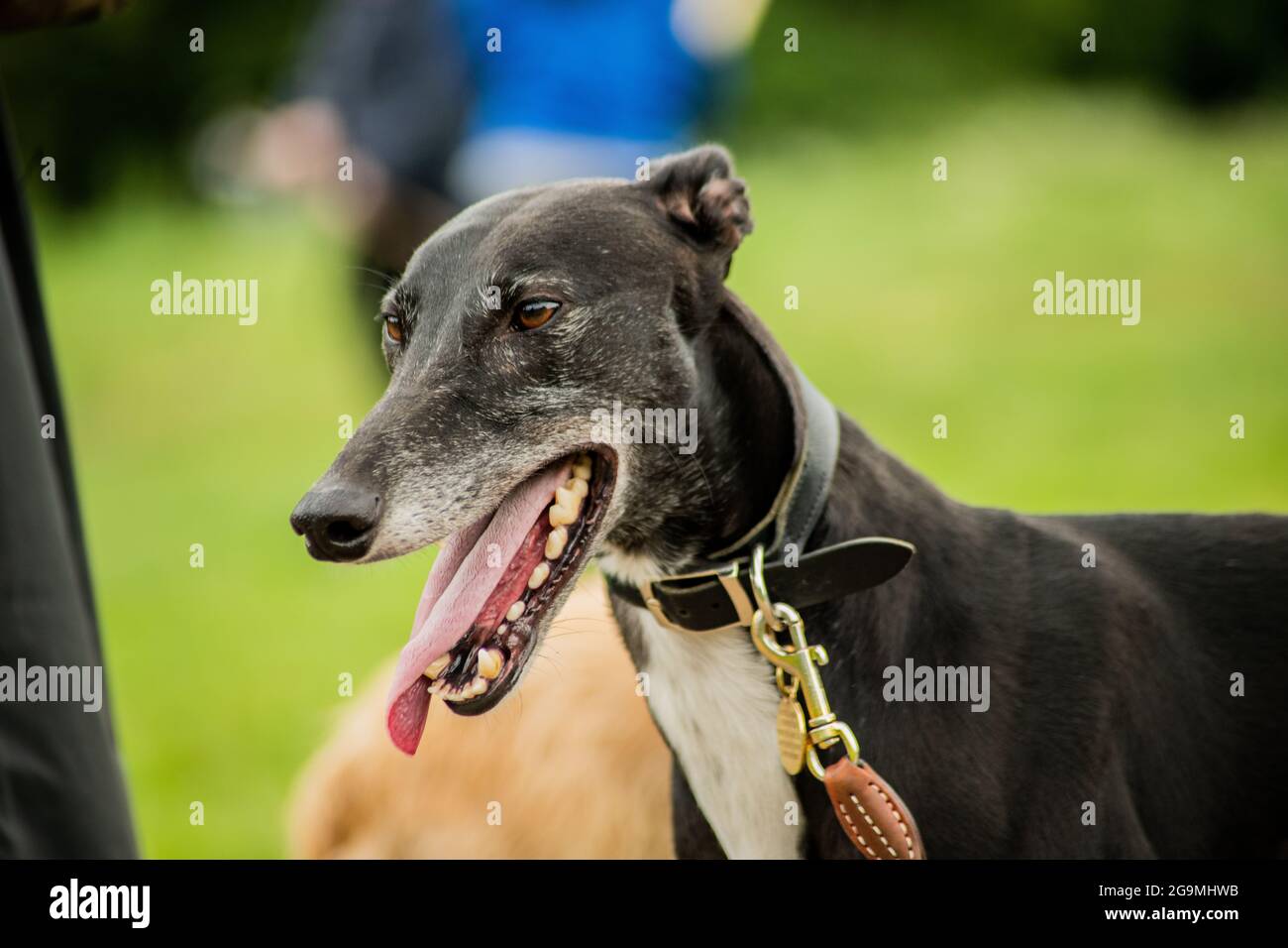 Saluki greyhound cross hires stock photography and images Alamy