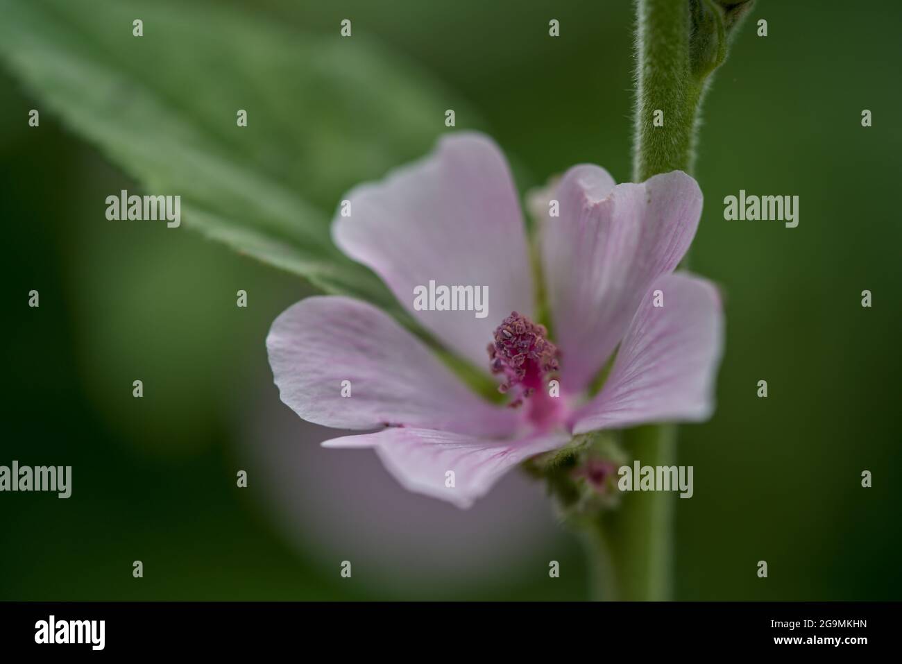 Althea officinalis flower close up Althaea officinalis, or marsh-mallow Stock Photo