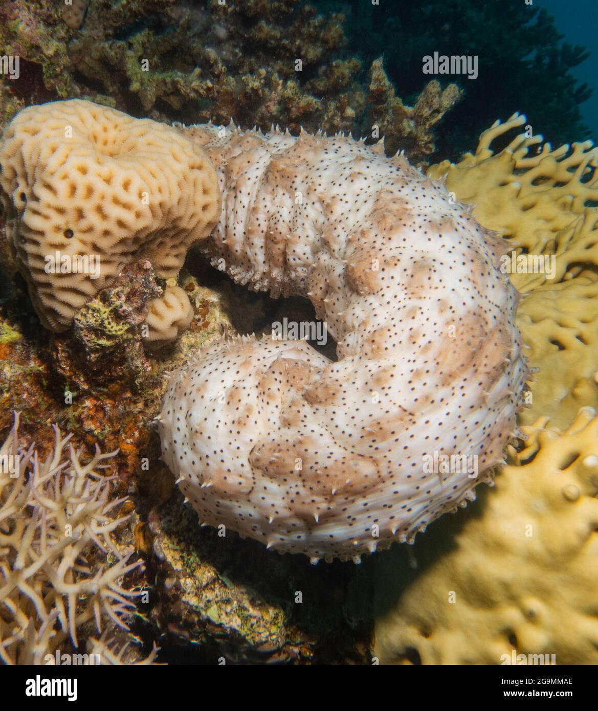 Pearsonothuria graeffei graeffe's sea cucumber on hard corals and fire coral of tropical underwater reef Stock Photo
