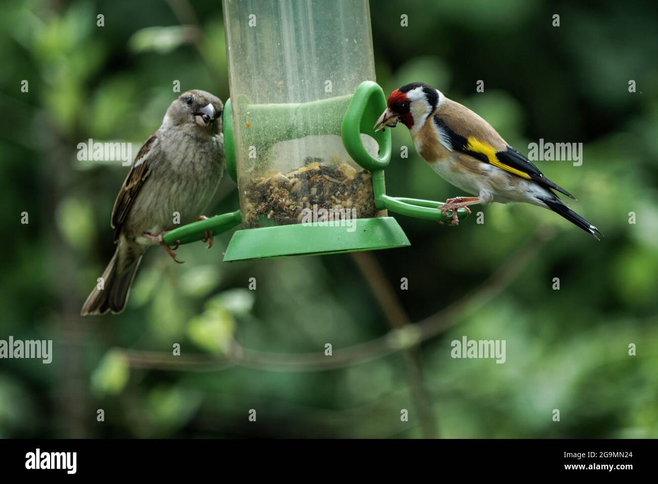 Goldfinch and sparrow sharing a bird feeder in a Wiltshire garden Stock Photo
