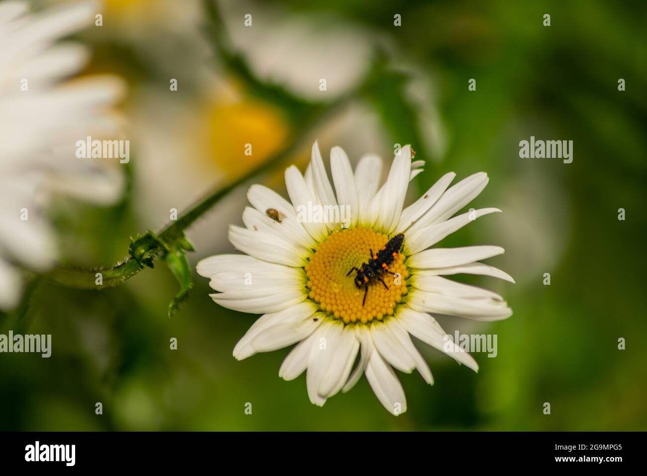 Ladybug larvae sitting in the centre of white and yellow flower, larva bug on chamomile blookming flower in the garden with blurry natural background Stock Photo