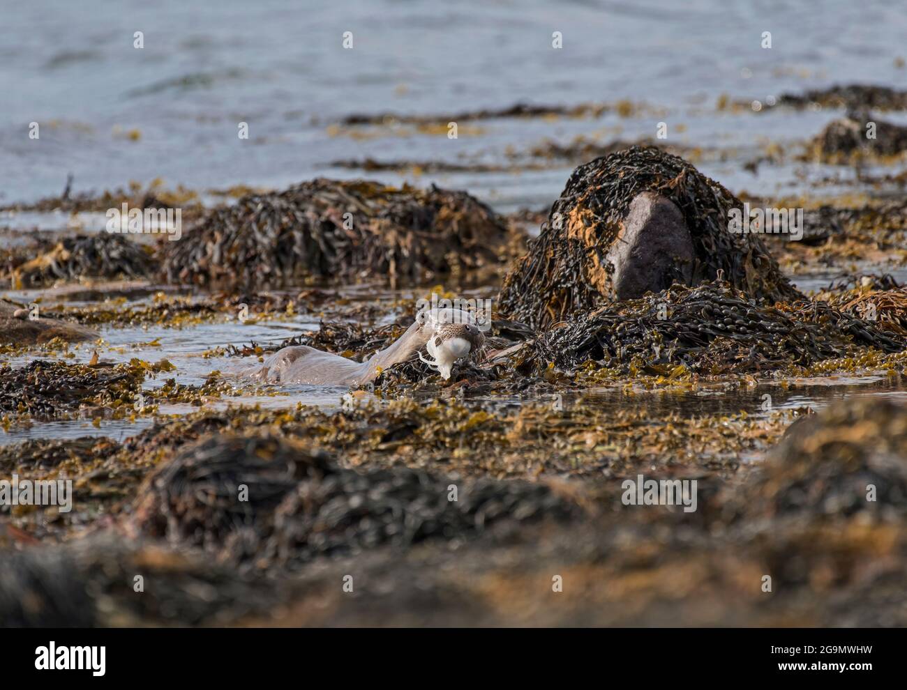 Eurasian Otter, Lutra lutra, with octopus, at the side of a Scottish Loch. Isle of Mull, Scotland, UK Stock Photo