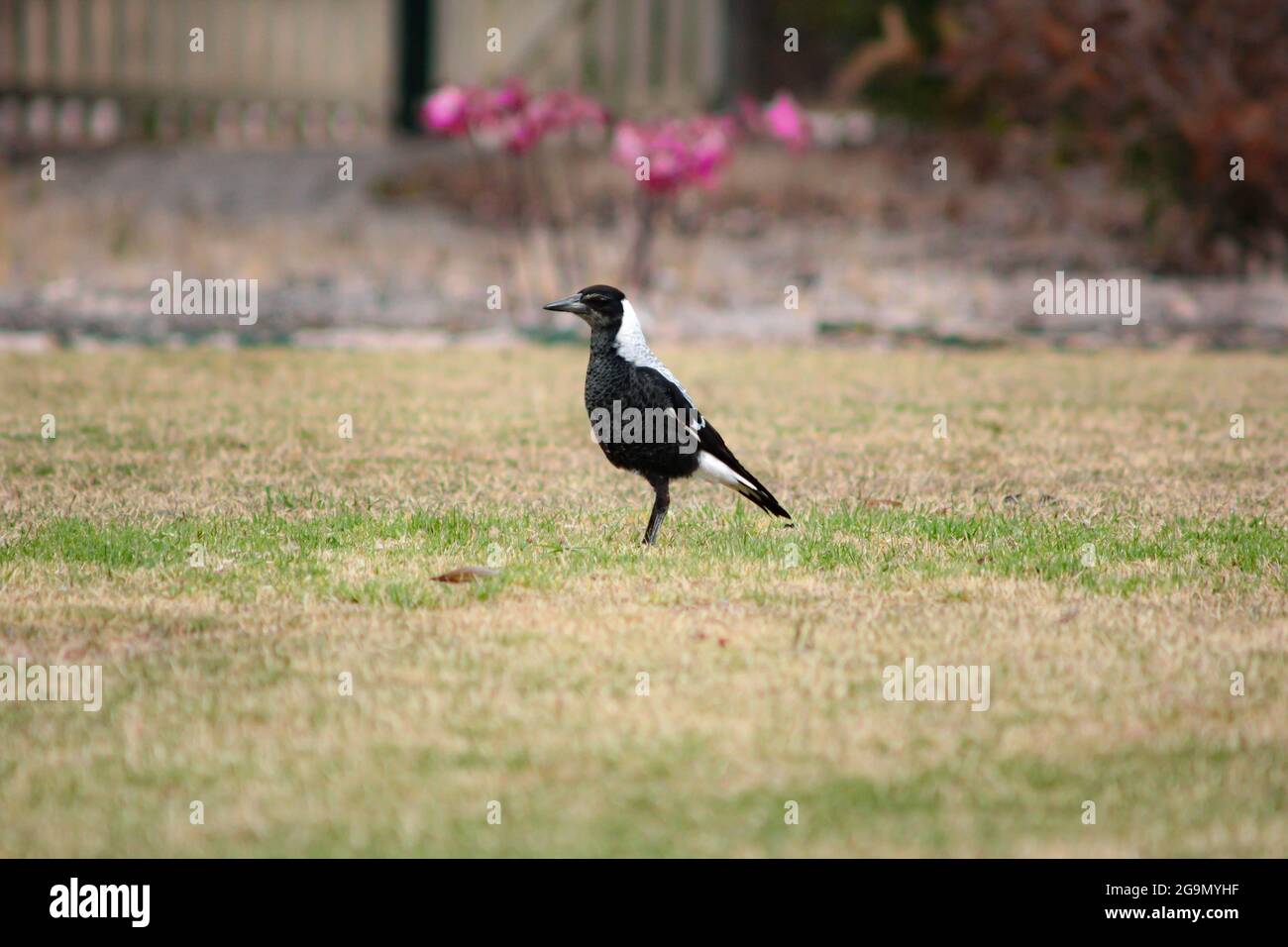 A magpie on a backyard during an Australian summer Stock Photo