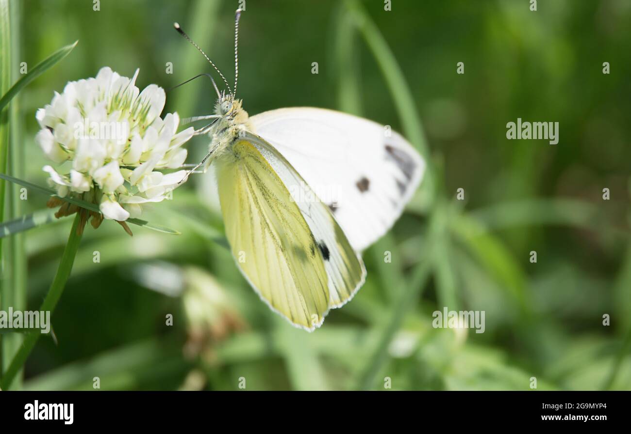 white butterfly sits on a flower and drinks nectar on a background of green grass. macro nature Stock Photo