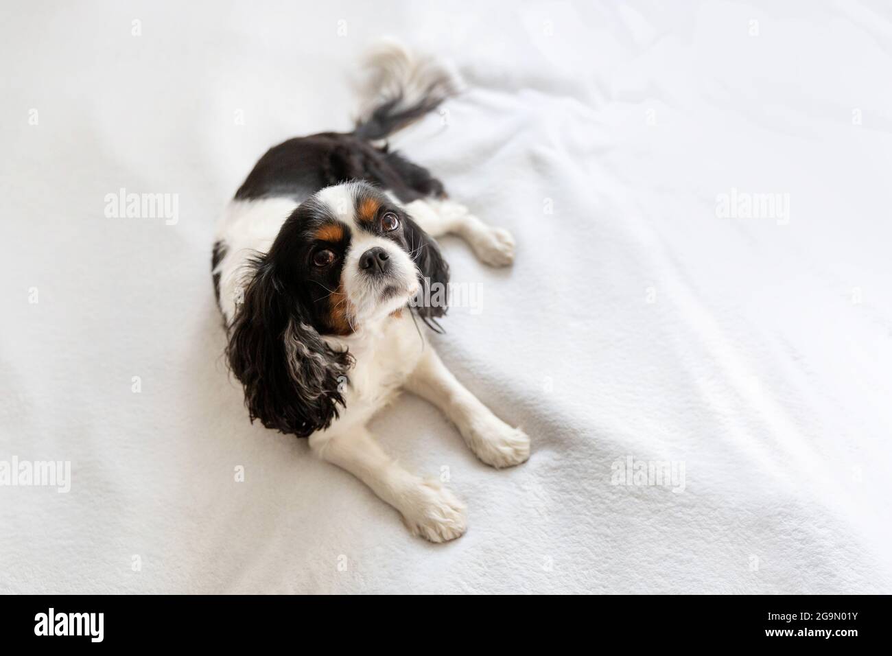 Cute dog, cavalier spaniel, lying on the white blanket Stock Photo