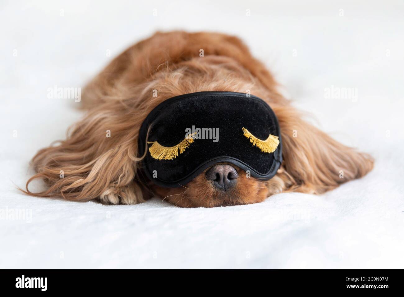 Cute dog in sleeping mask napping in the bedroom Stock Photo