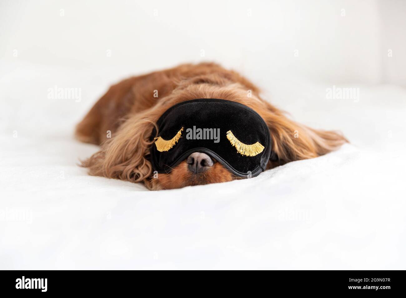 Cute dog in sleeping mask napping on the bedroom Stock Photo