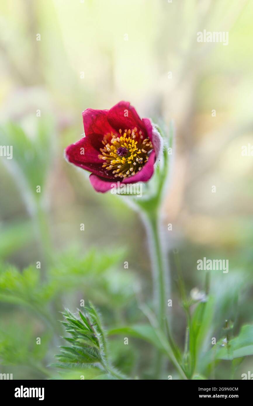 Pasque flower, Pulsatilla vulgaris 'Rubra' in springtime Stock Photo