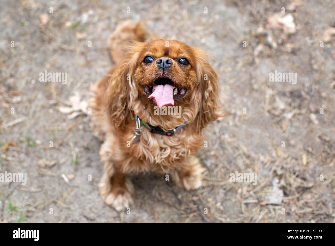 Happy dog with tongue out, cavalier spaniel on a walk Stock Photo