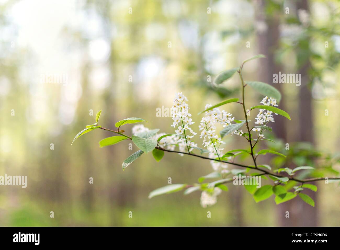 Blossoming twig in the forest during spring, springtime background Stock Photo