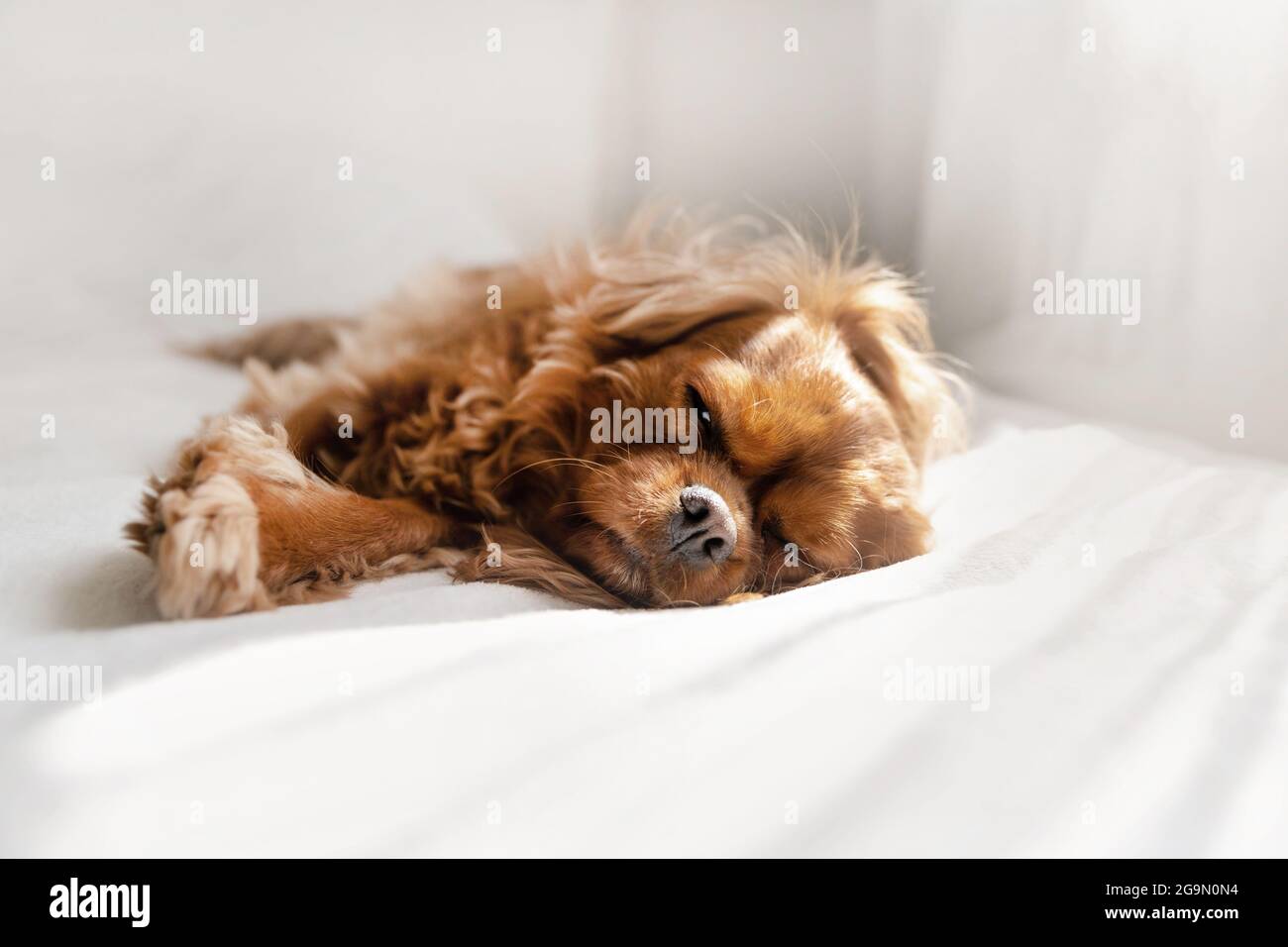 Cute dog napping in the bedroom Stock Photo