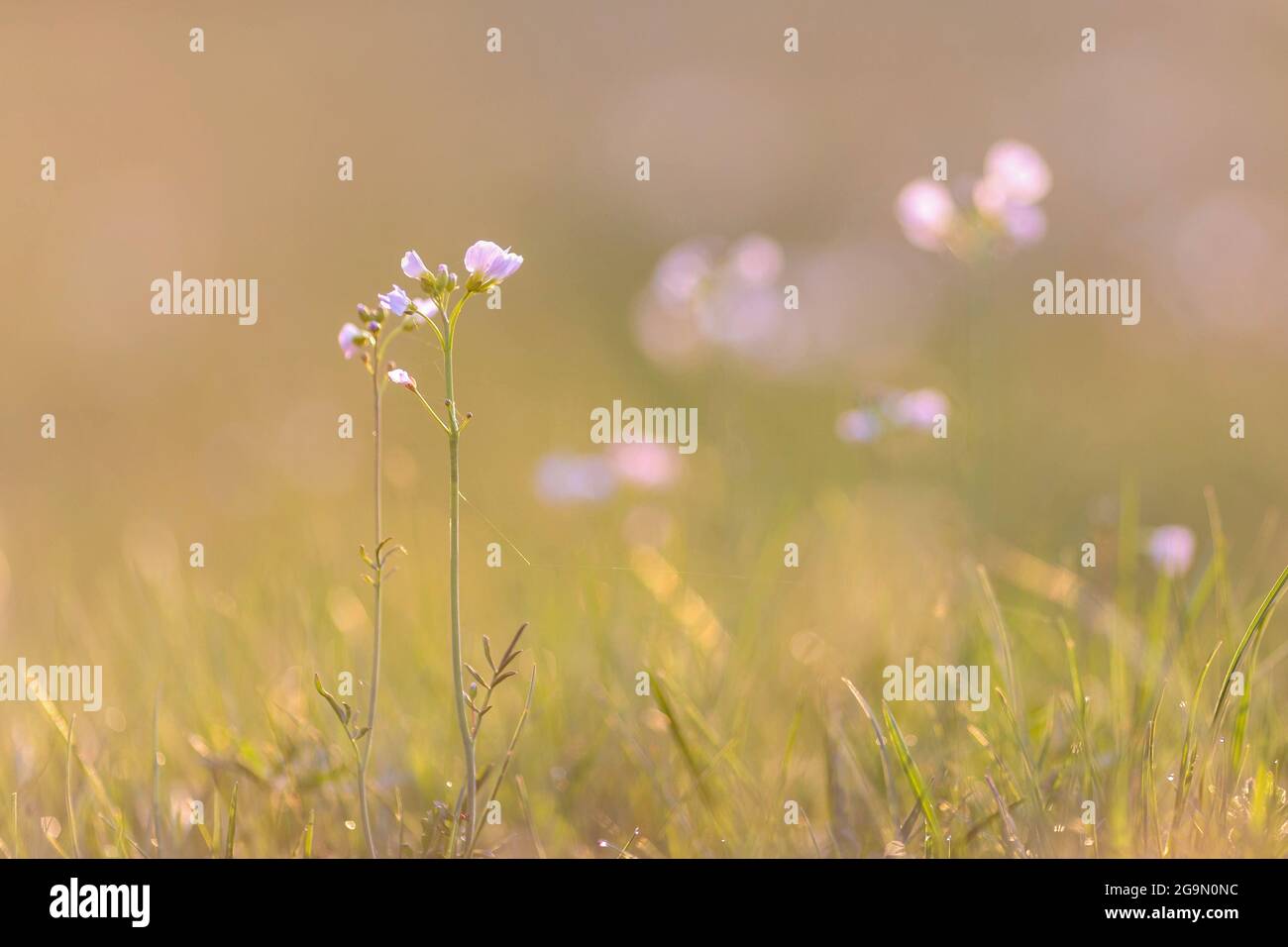 Idyllic spring meadow during the sunset Stock Photo