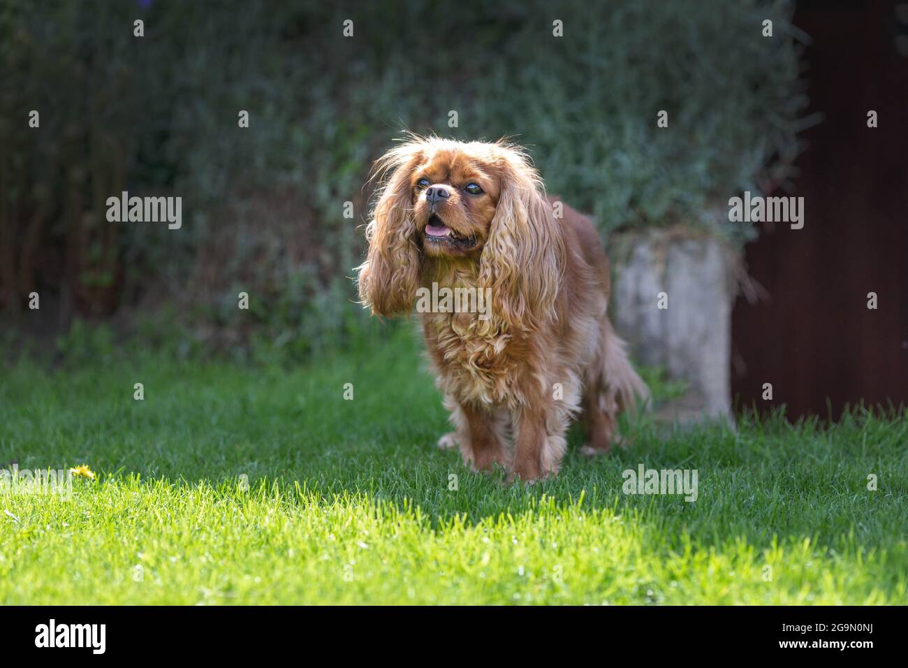 Happy cavalier spaniel standing on the grass Stock Photo