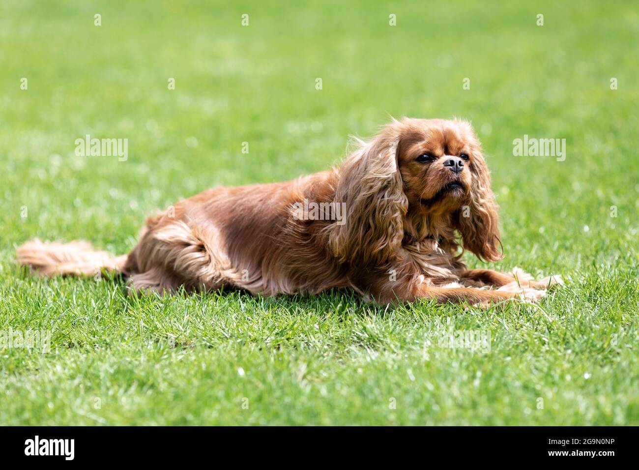 Happy cavalier spaniel lying on the grass Stock Photo