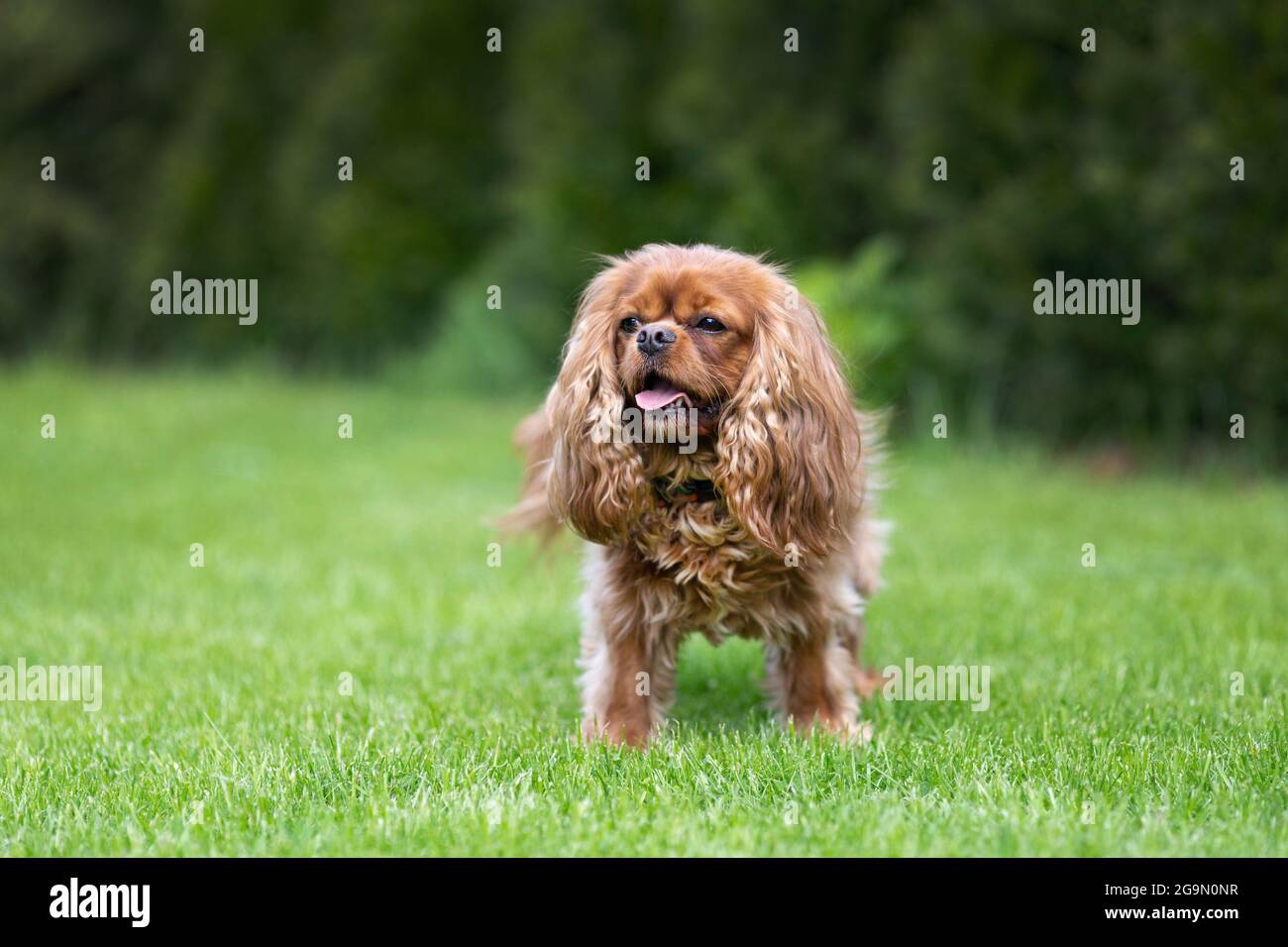 Cavalier spaniel standing on the grass Stock Photo