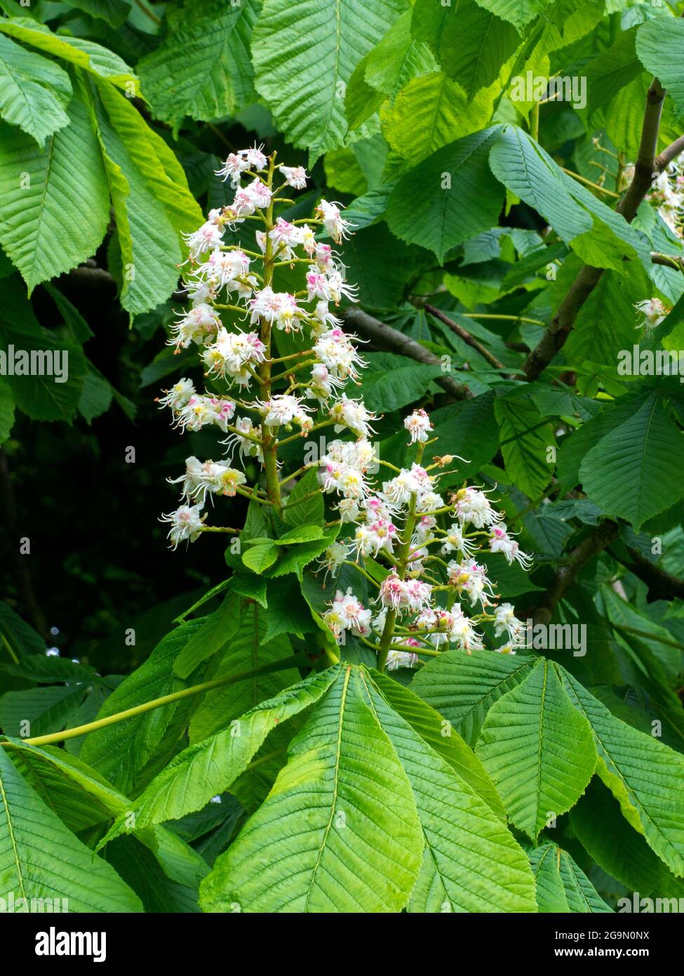 Horse Chestnut tree flower Stock Photo Alamy