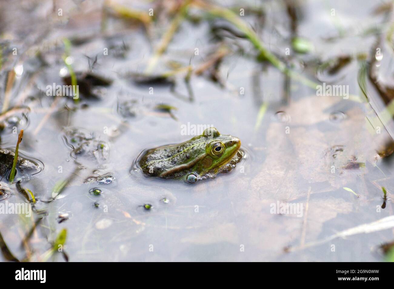 Lake frog in natural environment water, Pelophylax lessonae Stock Photo