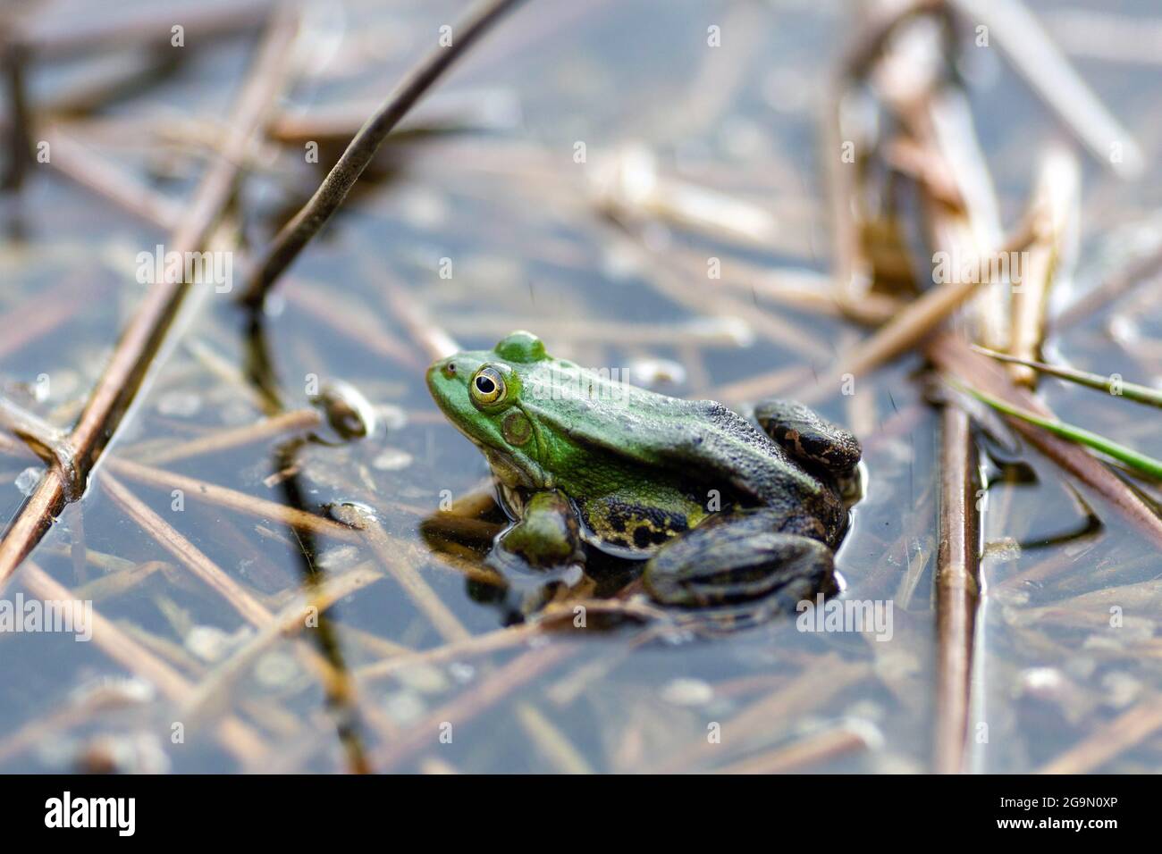 Lake frog in natural environment water, Pelophylax lessonae Stock Photo