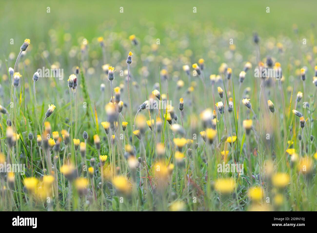 Colorful spring meadow with plenty of field flowers Stock Photo