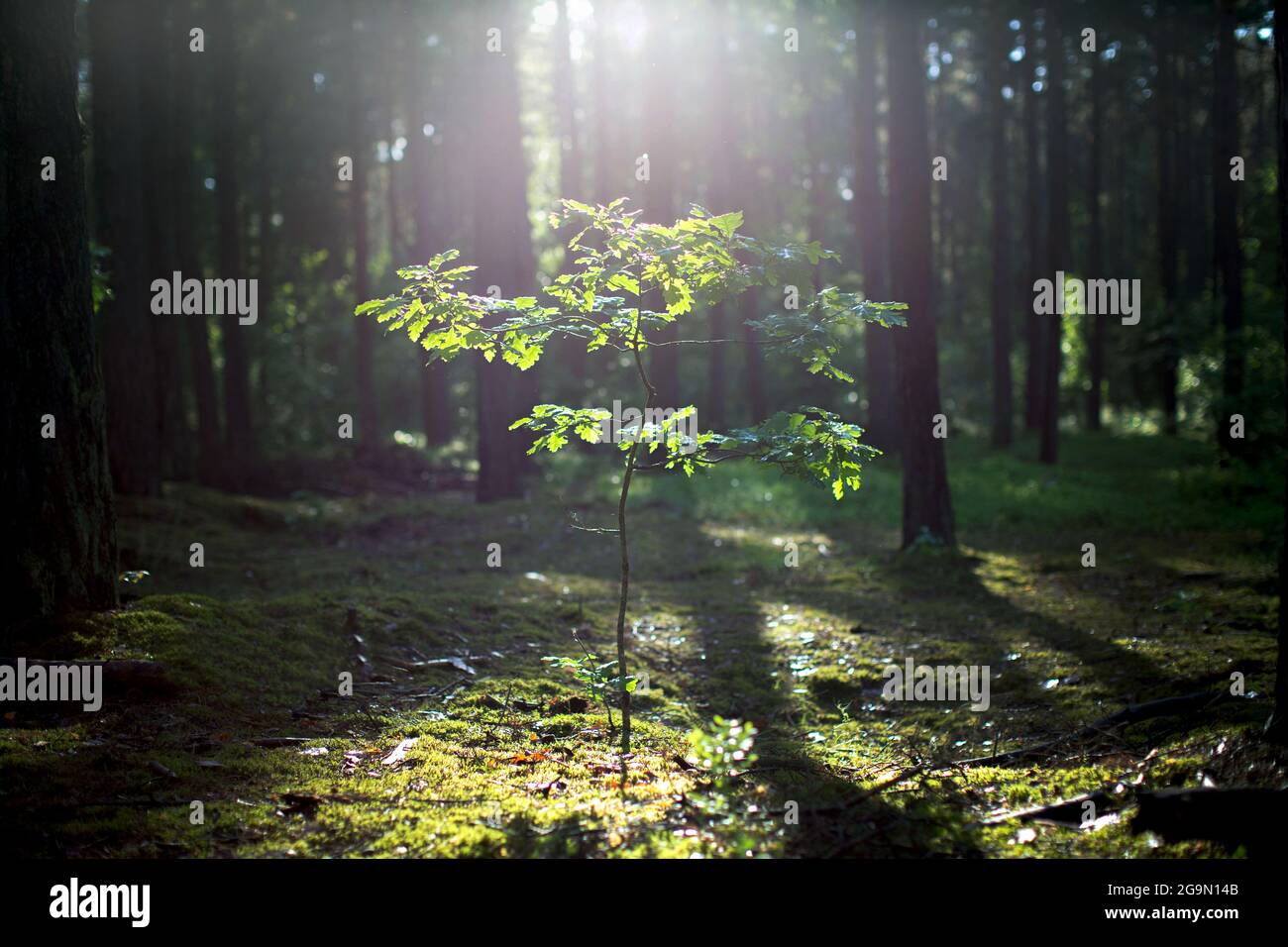 Young oak tree growing in the forest, lit by the sun Stock Photo