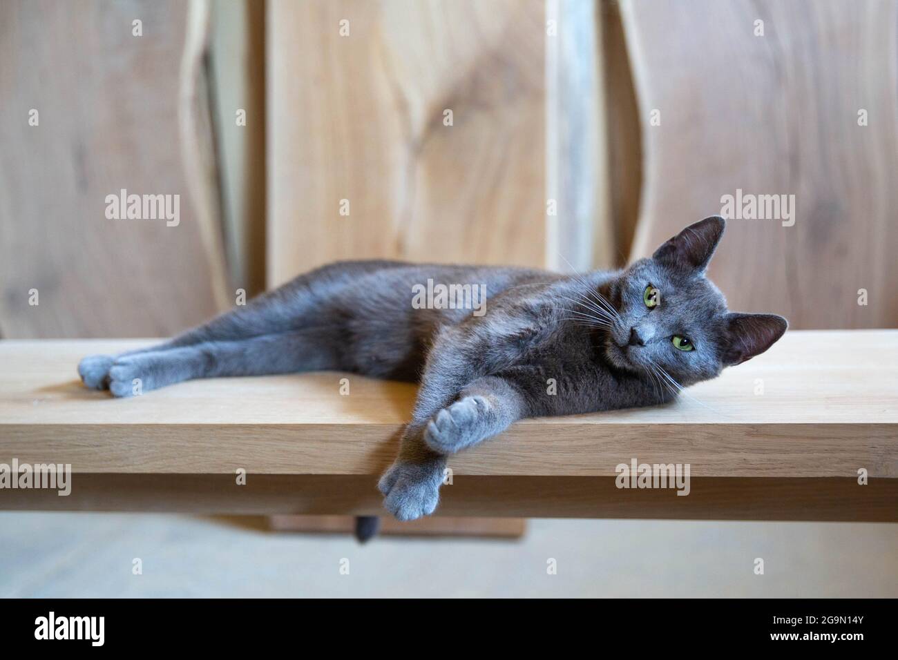 Cute gray cat resting on the wooden table Stock Photo