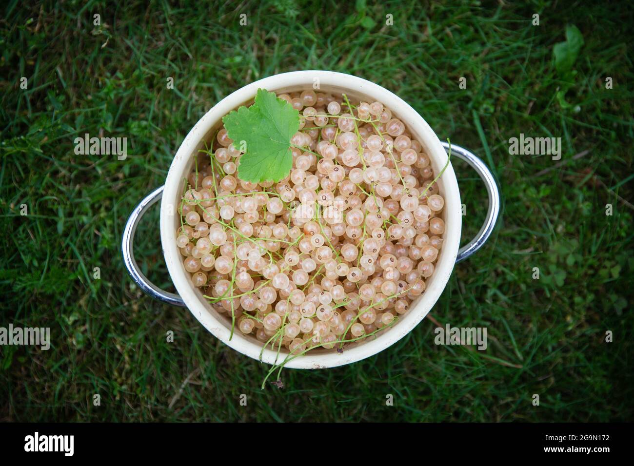 Bowl of white currants on the green grass background. Top view. Stock Photo