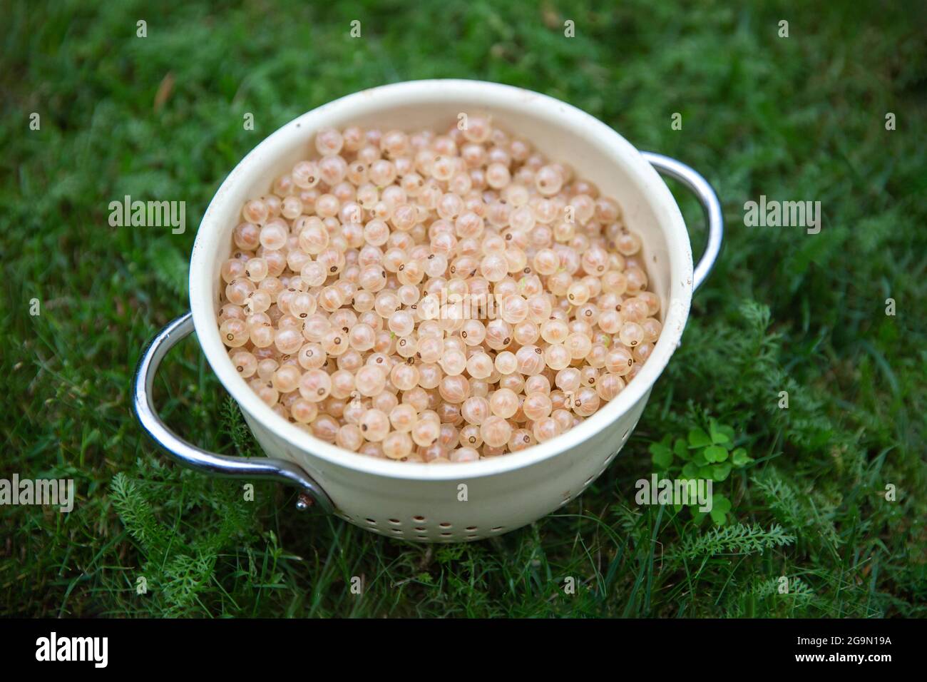 Bowl of white currants on the green grass background. Top view. Stock Photo