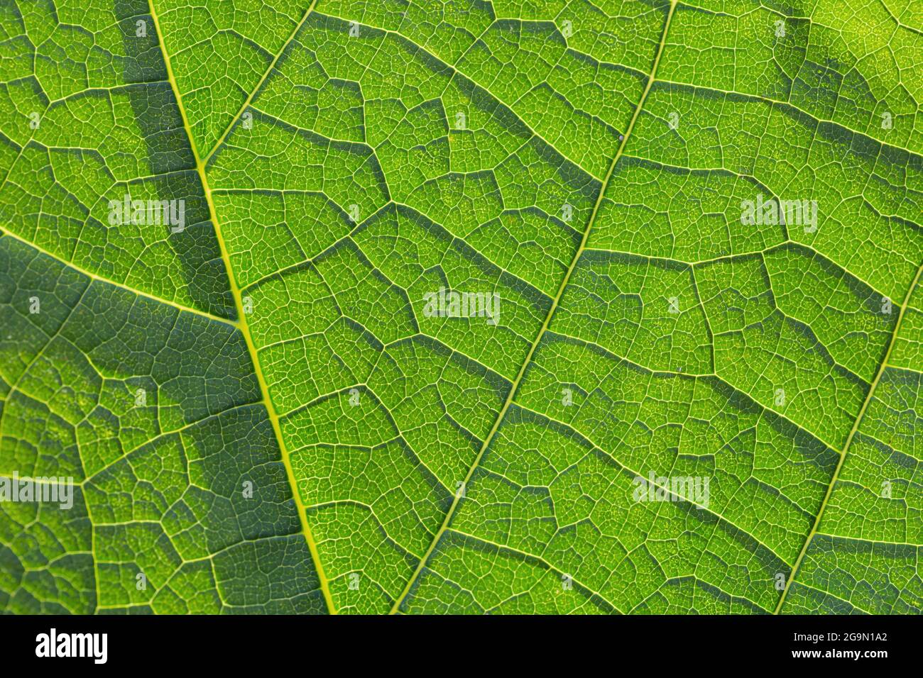 Closeup of a fresh green leaf Stock Photo