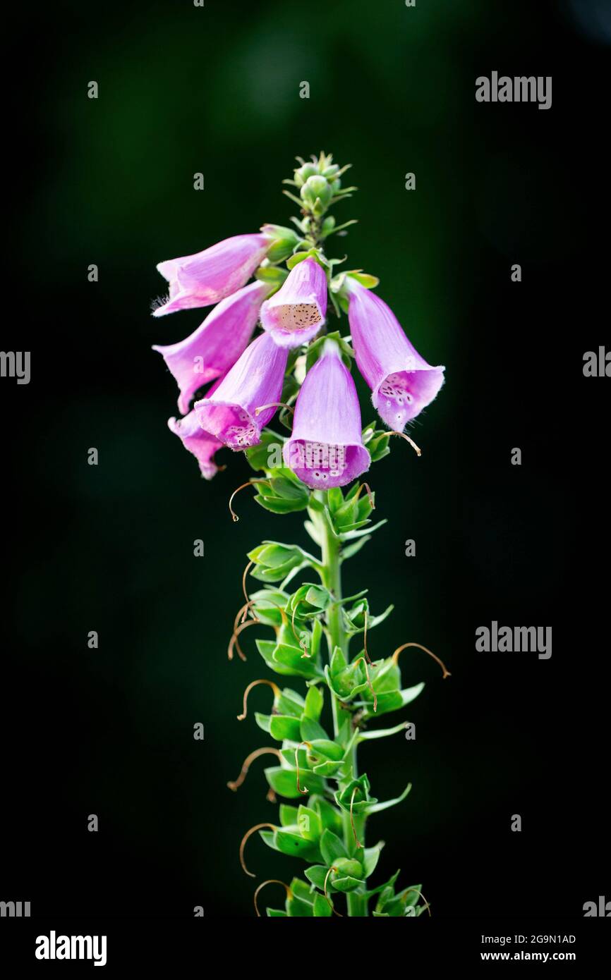 Closeup of pink digitalis purpurea flowers. Other names are foxglove or common foxglove. Vertical image. Stock Photo