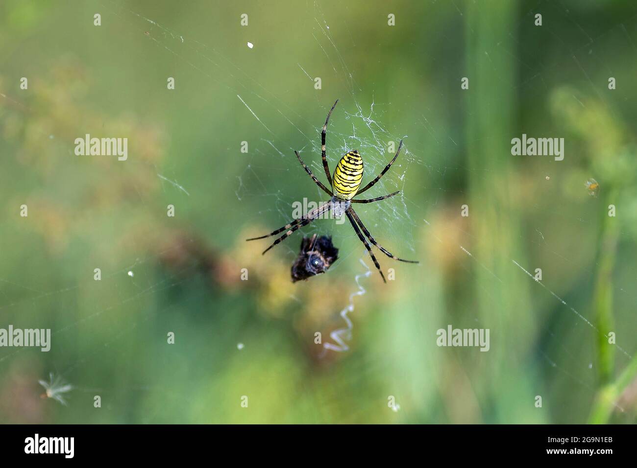 Striped yellow and black wasp spider Argiope Bruennichi on its web Stock Photo