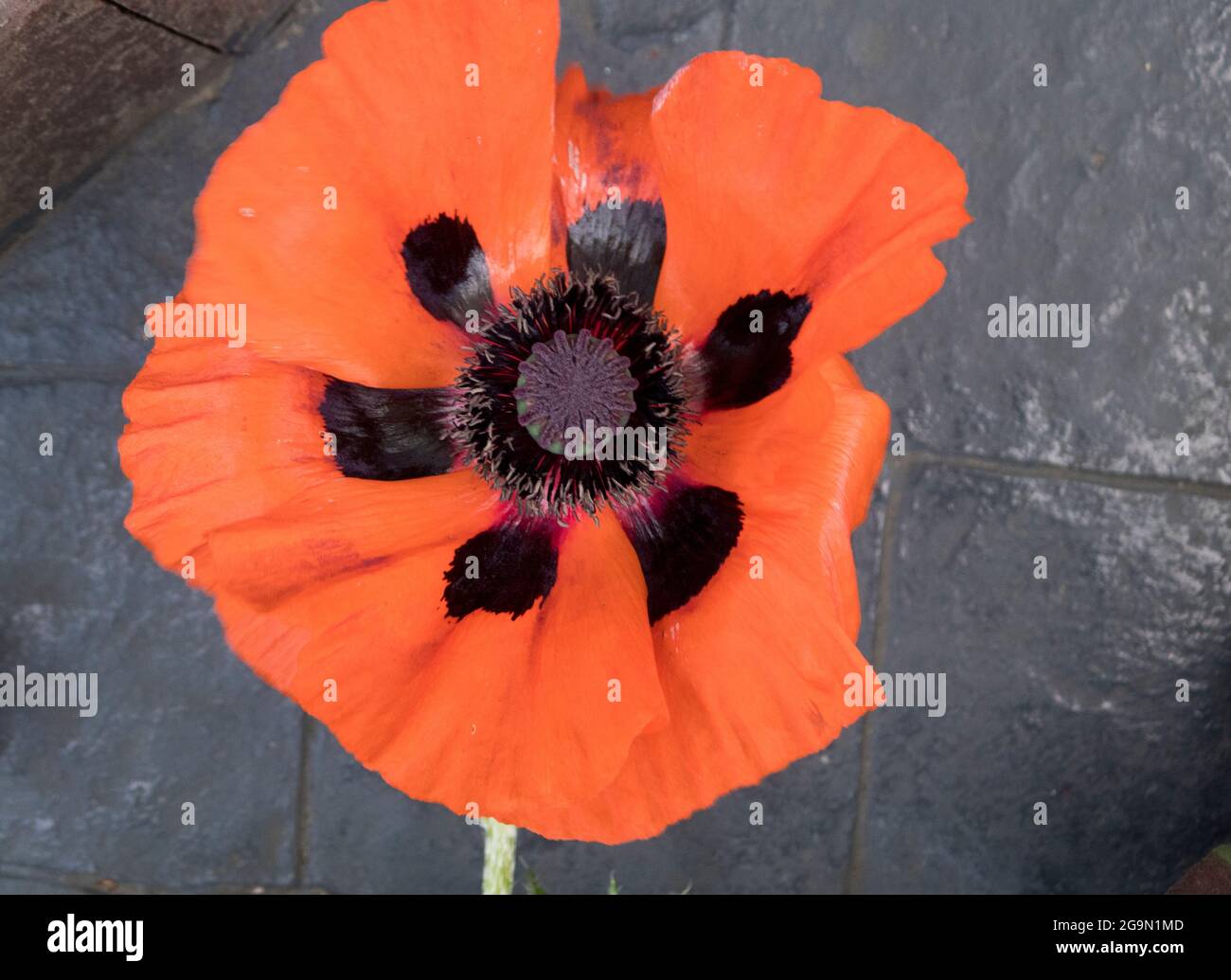 Oriental poppy (Papaver orientalis Stock Photo Alamy