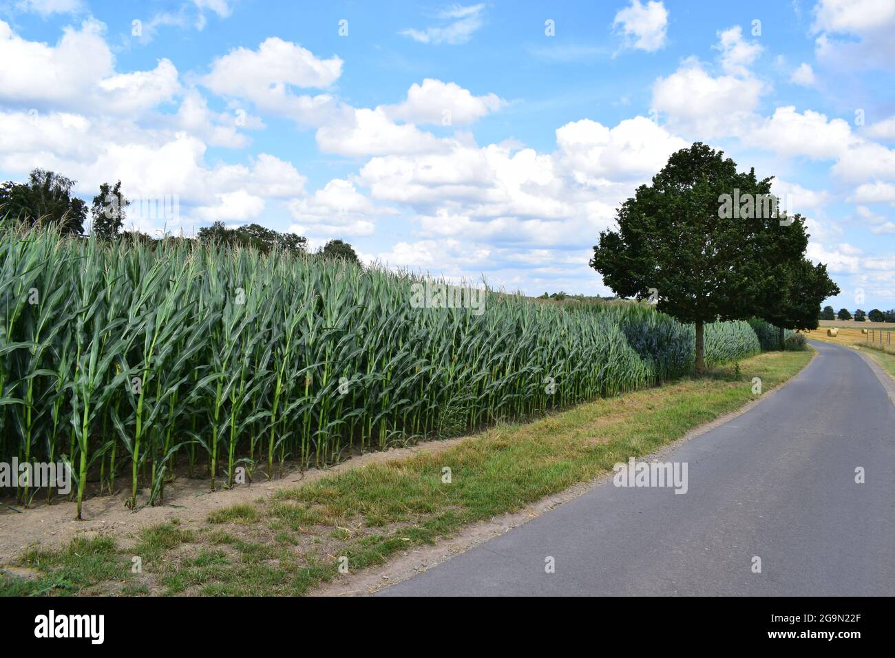 Corn tree hi-res stock photography and images - Alamy