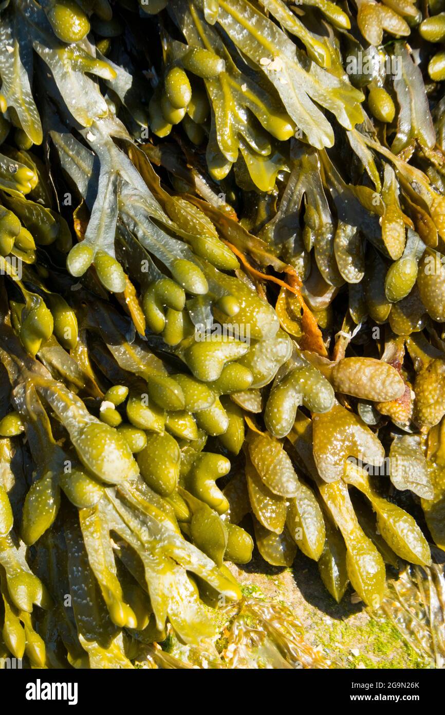 Bladder wrack Stock Photo