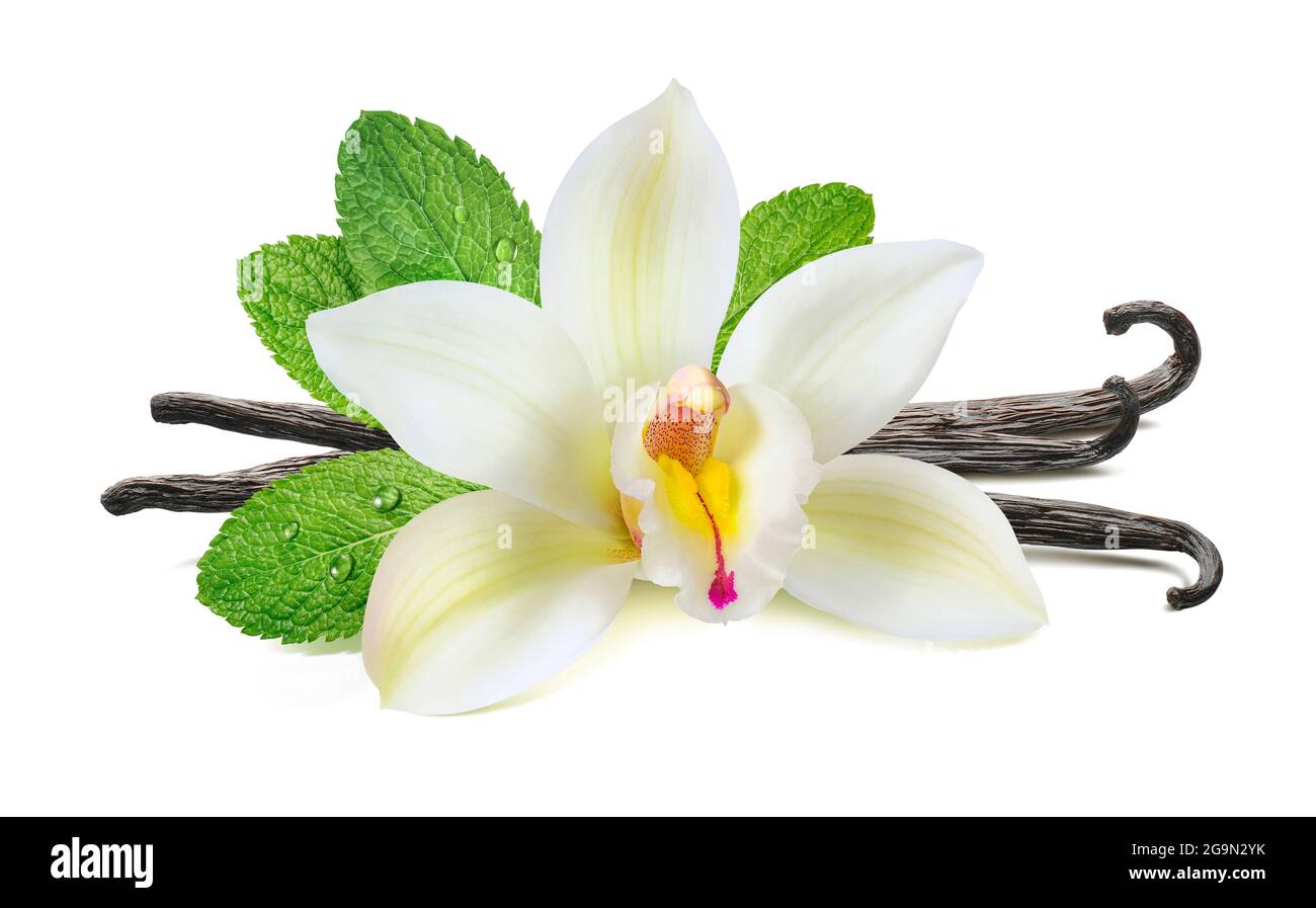 Taste vanilla hires stock photography and images Alamy