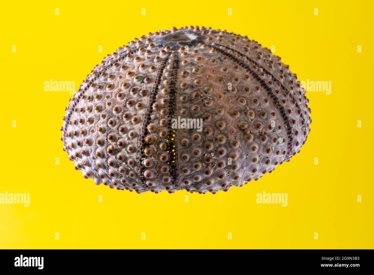 Pink dead sea urchin on yellow background Stock Photo