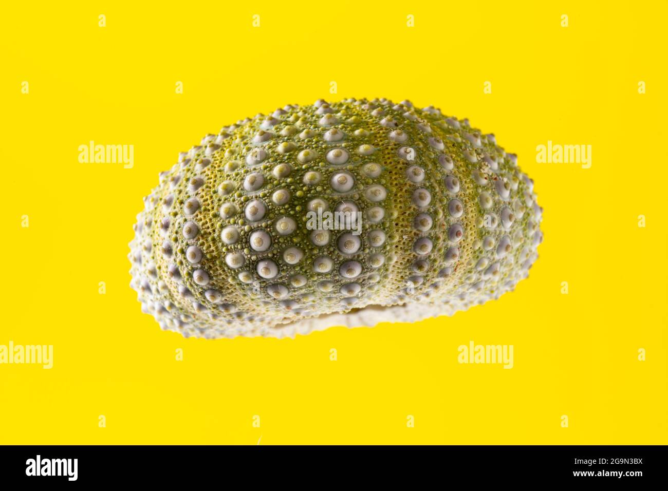 Green dead sea urchin on yellow background Stock Photo