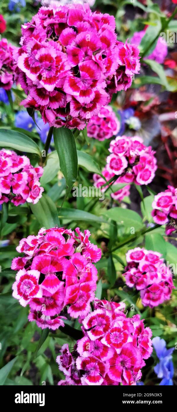 Dianthus Flower in Garden. Sweet William. Bloom Time. Selective Focus. Blossom Flowers Background. Nature Wallpaper Stock Photo